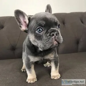 super outgoing French bulldog puppies for sale