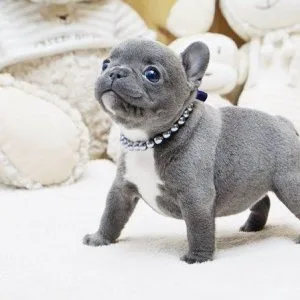 Incredible quality Blues French bulldog for sale