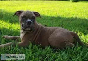 UKC Registered American Bullies (1 LEFT )