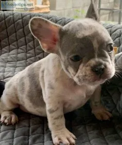 Top Class French Bulldog Puppies Available