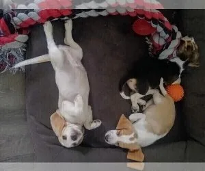Litter of tri-colored beagle pups for sale.