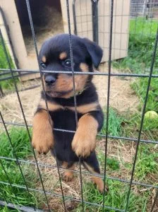 Toby Gorgios Rottweiler puppies for sale