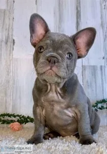 Stunning French Bulldog Puppies For Sale
