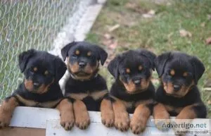 Diesel Gorgios Rottweiler puppies for sale