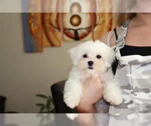 Gorgeous Teacup Maltese puppies 1 male and 1 female