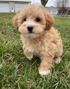 Smart Maltipoo puppies for sale