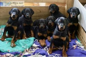 Reasonable Doberman pinscher puppies for good homes