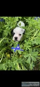 Boston terrier female