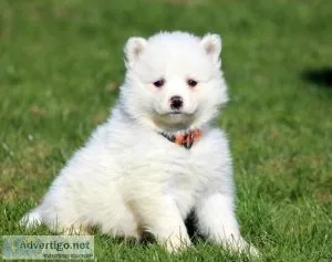 Remarkable Samoyed puppies for sale