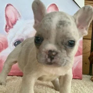 Charming Merle French Bulldog Puppies