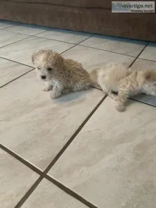 Poodle Puppies