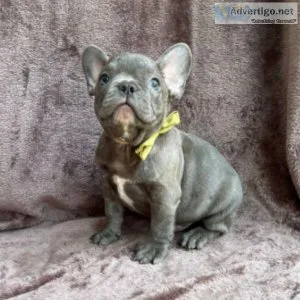 Amazing Blue Male French Bulldog