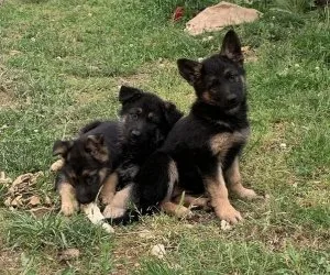 ffbbbQuality German Shepherd pups for sale