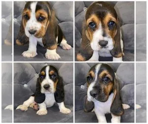 excellent playmate Basset Hound Pups AKC Reg