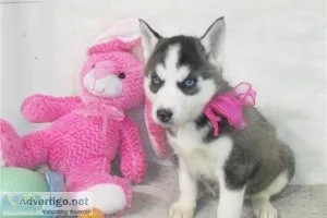 Cute Siberian Husky Puppies