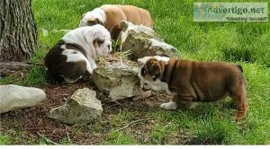 Excellent English Bulldog Puppies