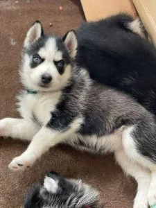 sweet Blue eyes AKC REG Siberian husky pups