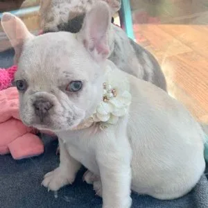 Purebred Lilac Fawn French Bulldog Puppies