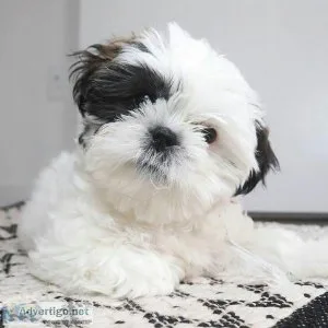 Shit Zu puppies to be rehomed