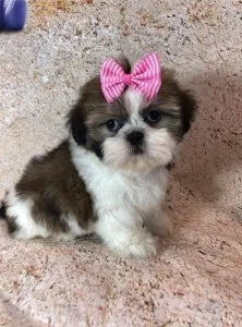 Full Breed Shih Tzu Puppies