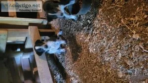 Puppies