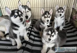 Beauty Blue eyes AKC REG Siberian husky pups for sale
