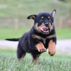 Beautiful Rottweiler female and male puppies.