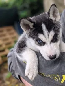 10weeks old Blue eyes AKC REG Siberian husky pups for sale
