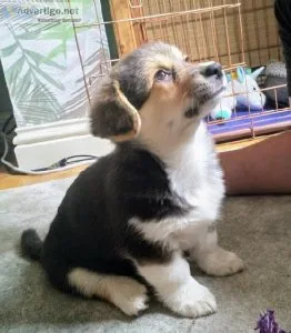 Registered Pembroke Welsh Corgi Puppies