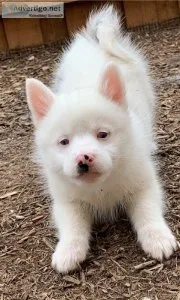 Cute Pomsky puppies.