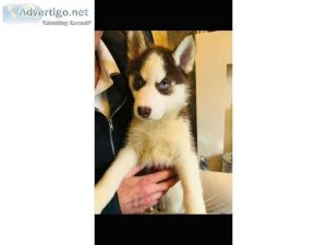 Lovely Blue eyes AKC REG Siberian husky pups for sale