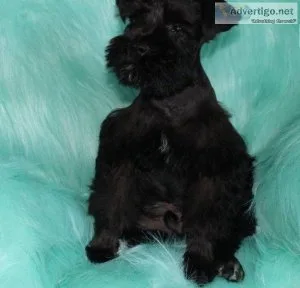 Ready Now Miniature Schnauzer for sale.