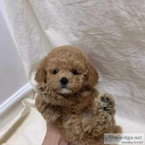 4 Maltipoo puppies for sale contact now text via 626-655-1287