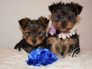 Registered Teacup Yorkie puppies