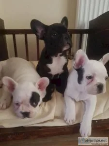 Buy French Bulldog Puppies Cheap