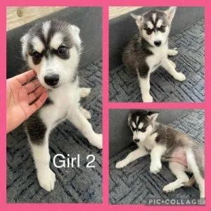 Healty Blue eyes AKC REG Siberian husky pups