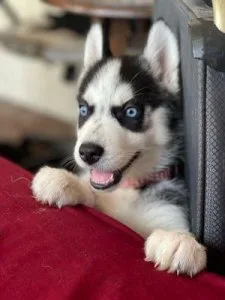 Cute Siberian husky pups for sale