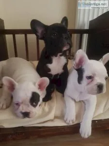 Akc registered English Bulldog puppies