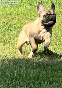 Handsome French Bulldog Male