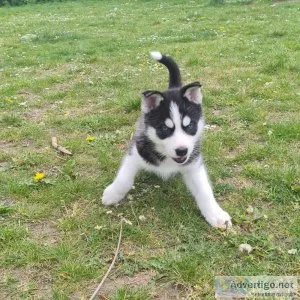 Two Blue eyes AKC REG Siberian husky pups