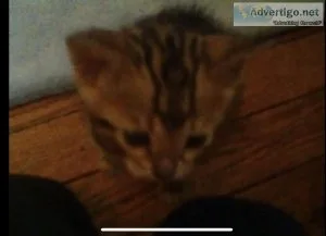 Retired Female Bengal