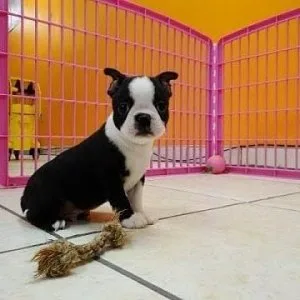 bcse28wr Boston Terrier