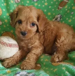 CKC Cockapoo puppies for sale