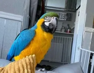 Female Blue and gold Macaw