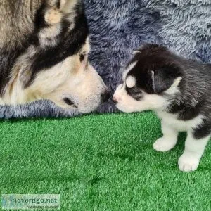 Ja Blue eyes AKC REG Siberian husky pups for sale