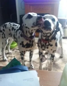 Lovely Dalmatian Puppies For Adoption