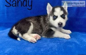 Carring Blue eyes AKC REG Siberian husky pups for sale