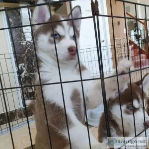 gxz Siberian Husky