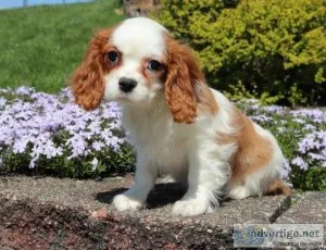 Adorable male and female King Charles