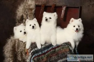 Home raised Japanese Spitz puppies available now.